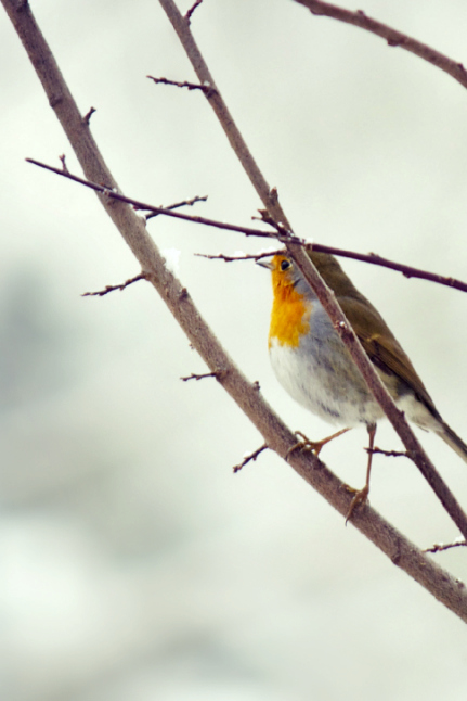 Erithacus rubecula