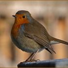 Erithacus rubecula