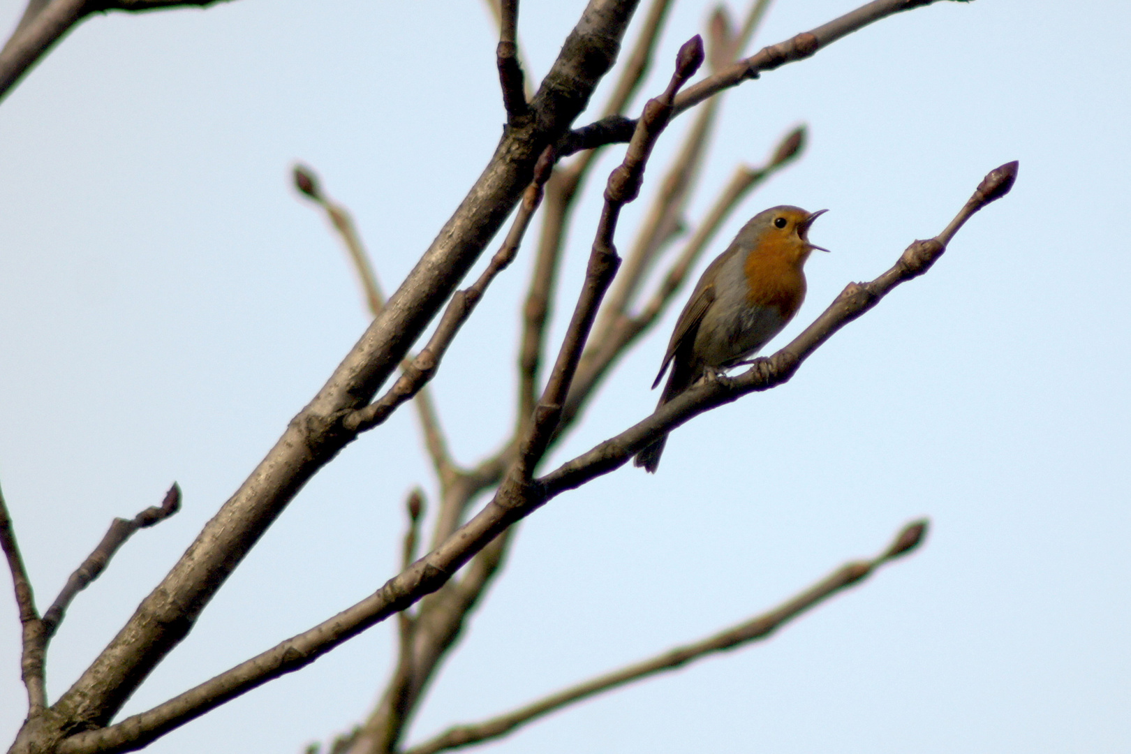 Erithacus rubecula