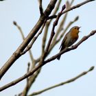 Erithacus rubecula