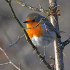 Erithacus rubecula