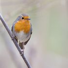 Erithacus rubecula