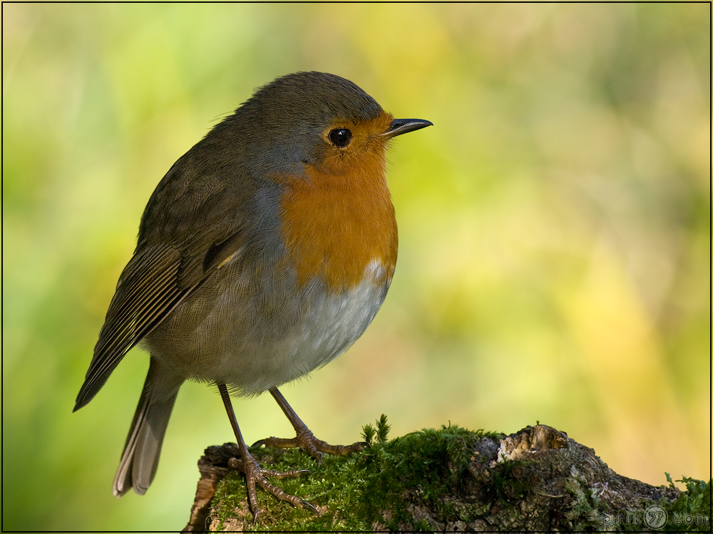 Erithacus rubecula