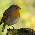 Erithacus rubecula