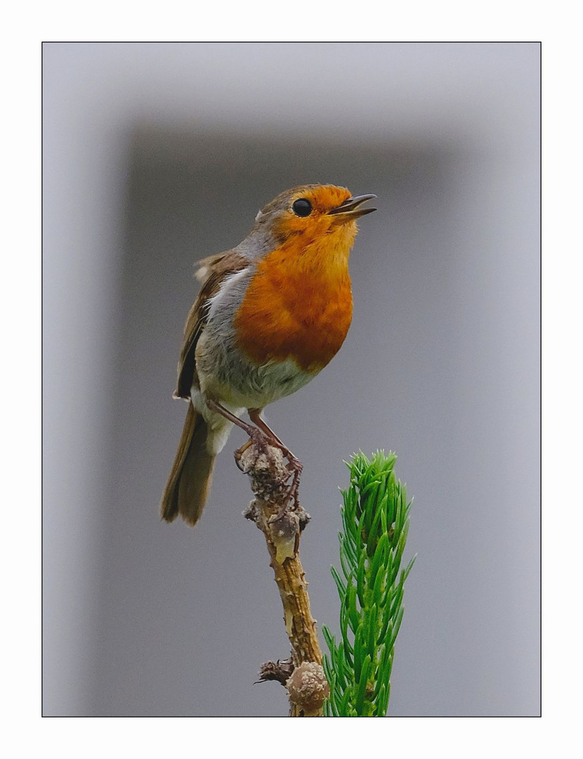 Erithacus rubecula