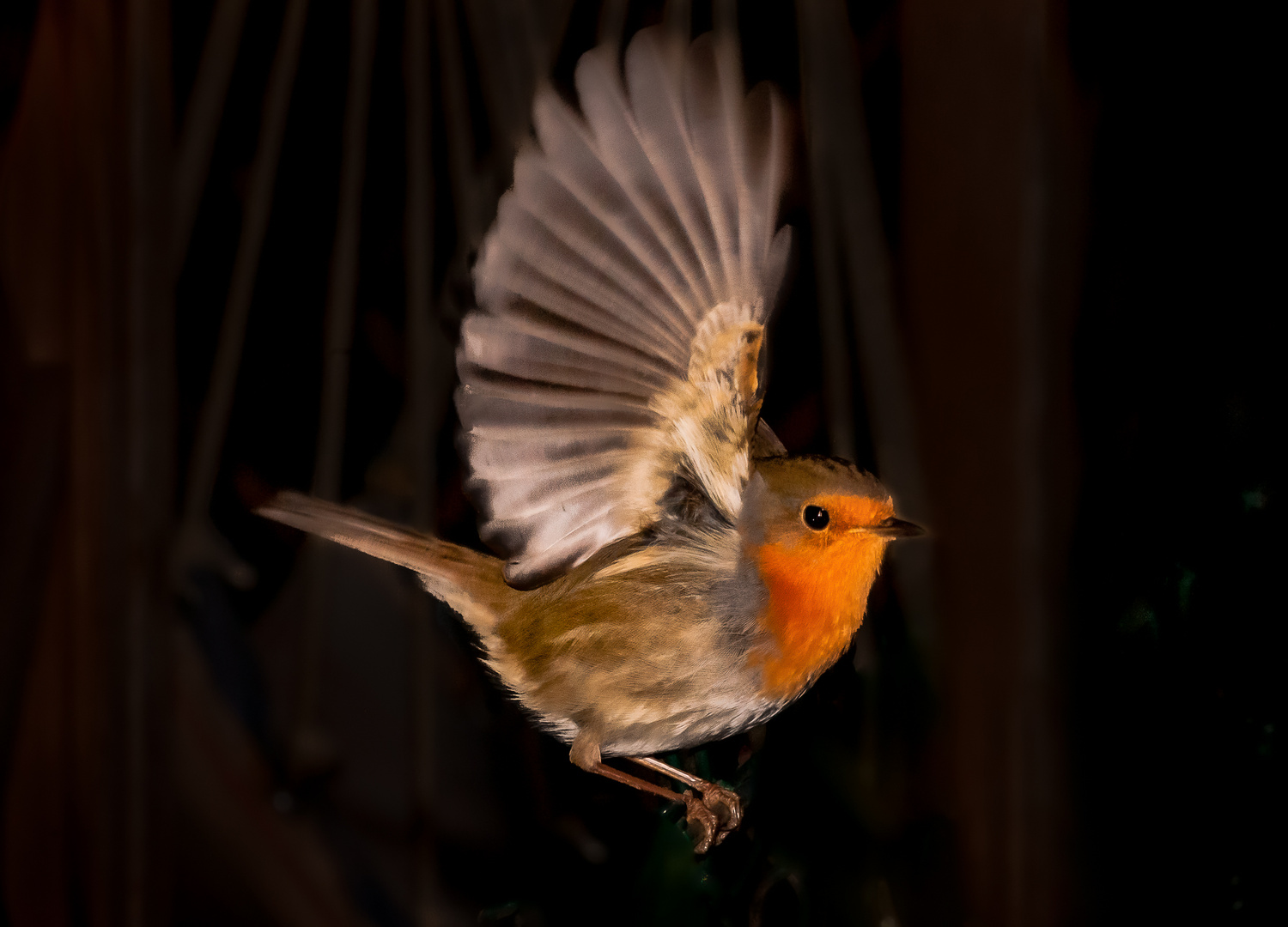 Erithacus rubecula