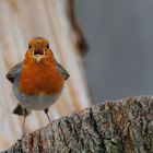 Erithacus rubecula