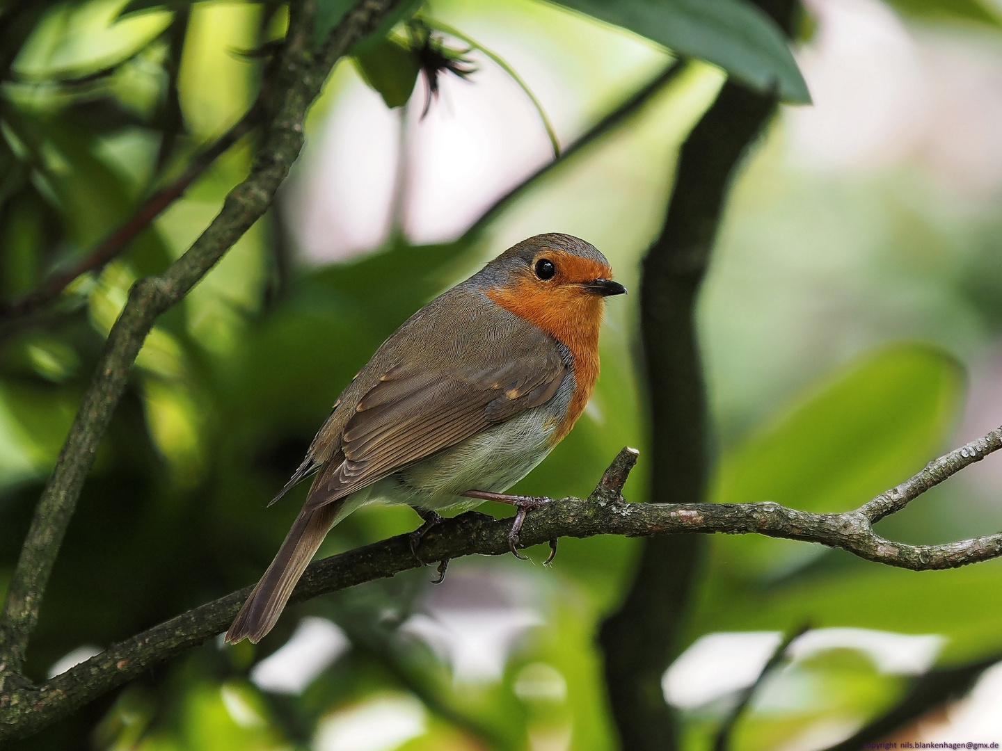 ERITHACUS RUBECULA