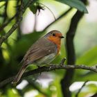 ERITHACUS RUBECULA