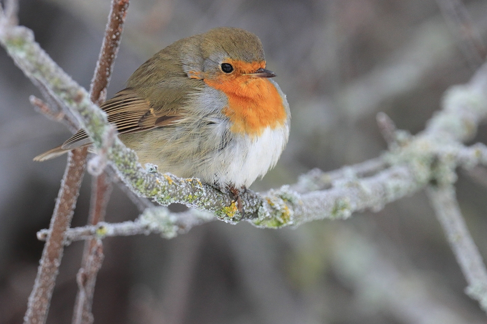 Erithacus rubecula bei Frost