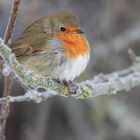 Erithacus rubecula bei Frost