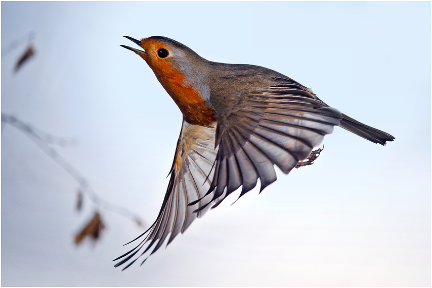 Erithacus rubecula