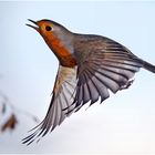 Erithacus rubecula