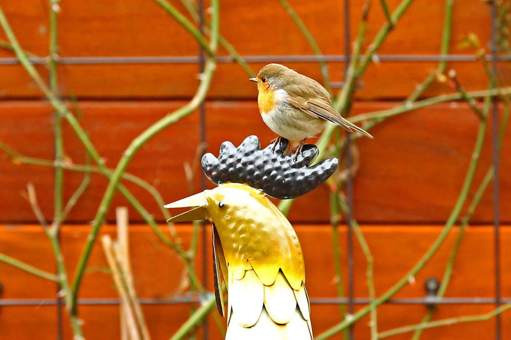 Erithacus rubecula