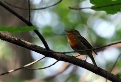 Erithacus rubecula