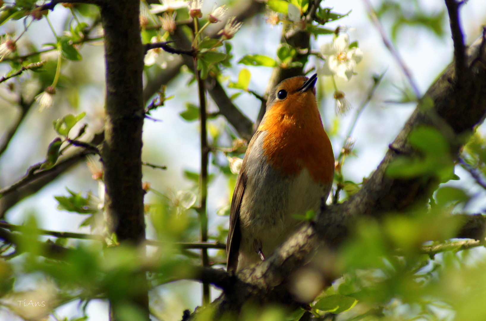 Erithacus rubecula