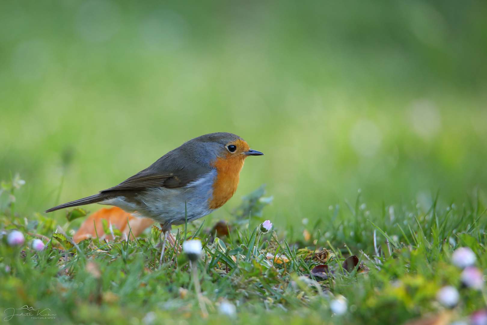 Erithacus rubecula