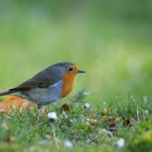 Erithacus rubecula