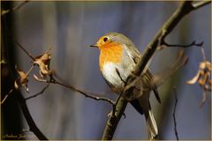 Erithacus rubecula