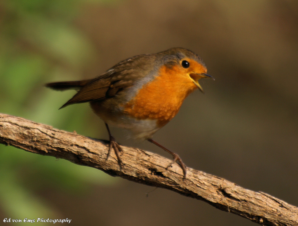 Erithacus rubecula