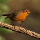 Erithacus rubecula