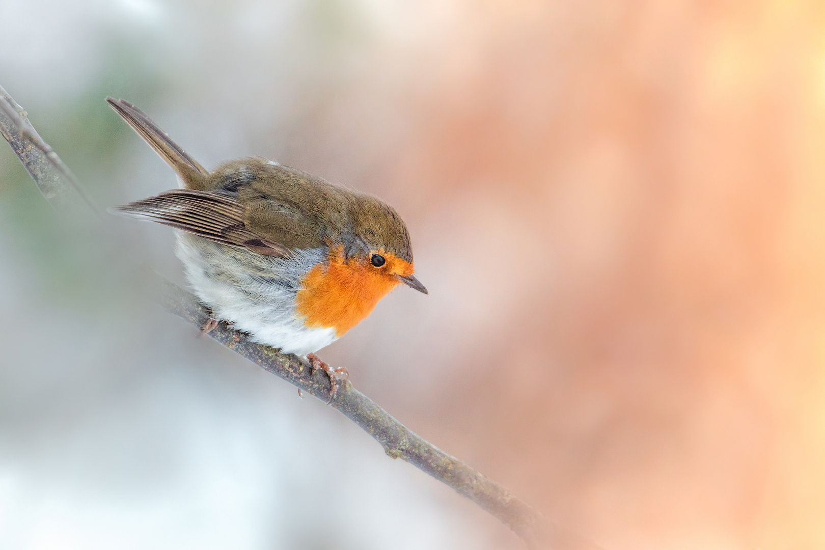 Erithacus Rubecula