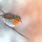 Erithacus Rubecula