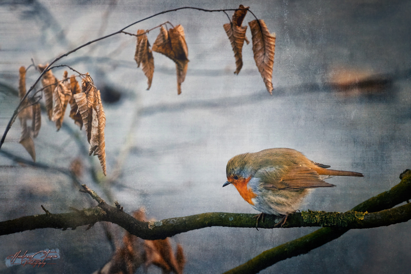 Erithacus Rubecula I