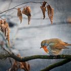 Erithacus Rubecula I