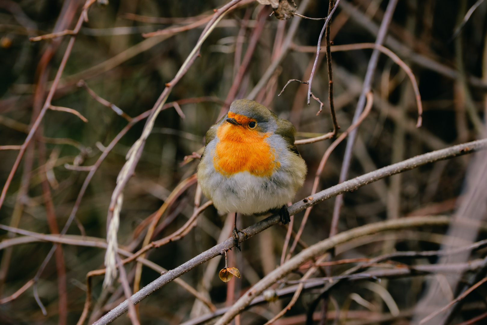 Erithacus rubecula - I