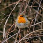 Erithacus rubecula - I