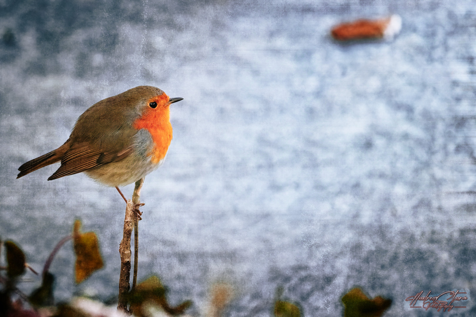 Erithacus Rubecula II