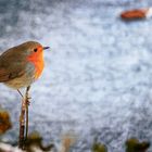 Erithacus Rubecula II