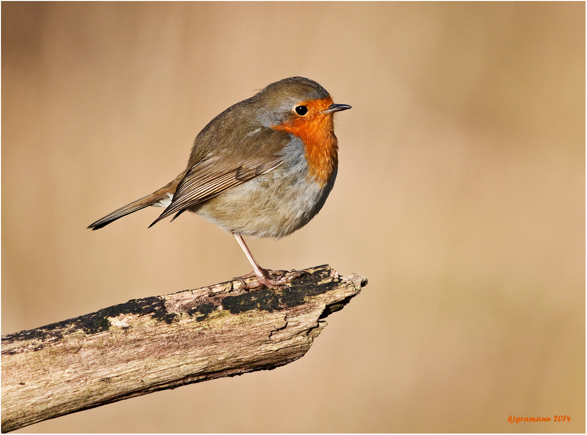 Erithacus rubecula melophilus......