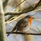 Erithacus rubecula melophilus