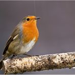 Erithacus rubecula melophilus........