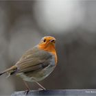 Erithacus rubecula ...oder Rotkelchen