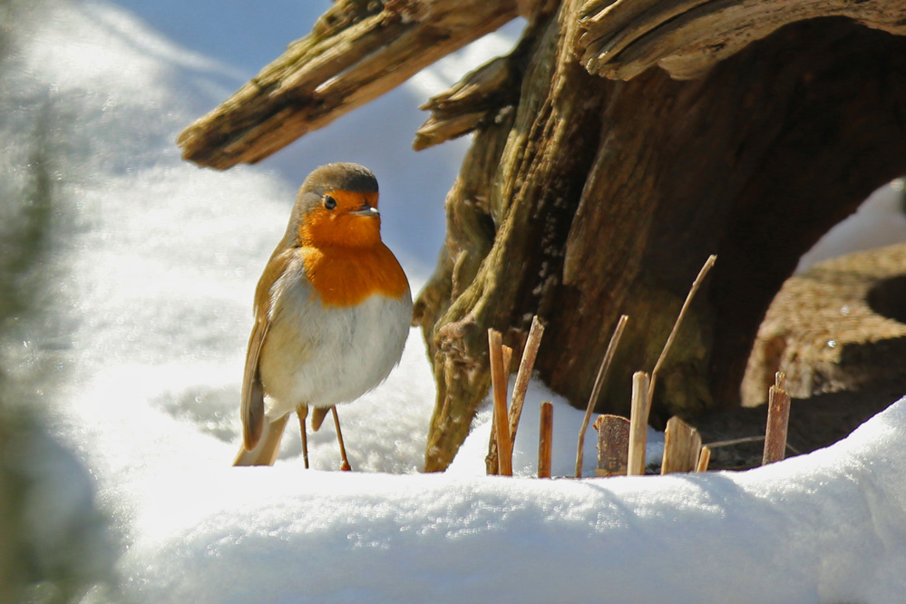 Erithacus rubecula - Perfekte Haltung