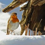 Erithacus rubecula - Perfekte Haltung