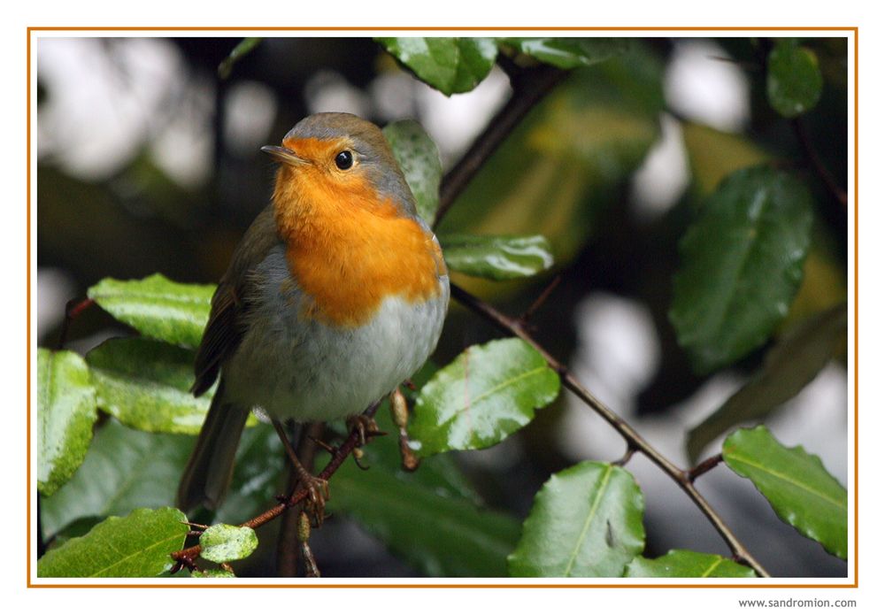 Erithacus rubecula (Pettirosso)