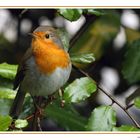 Erithacus rubecula (Pettirosso)