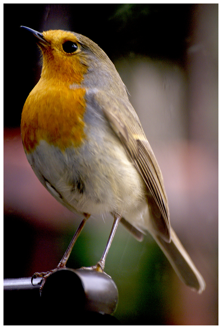 erithacus-rubecula 