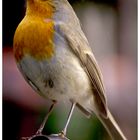 erithacus-rubecula <pettirosso>