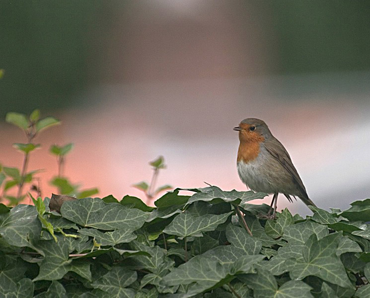 Erithacus rubecula , ROBIN