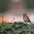 Erithacus rubecula , ROBIN