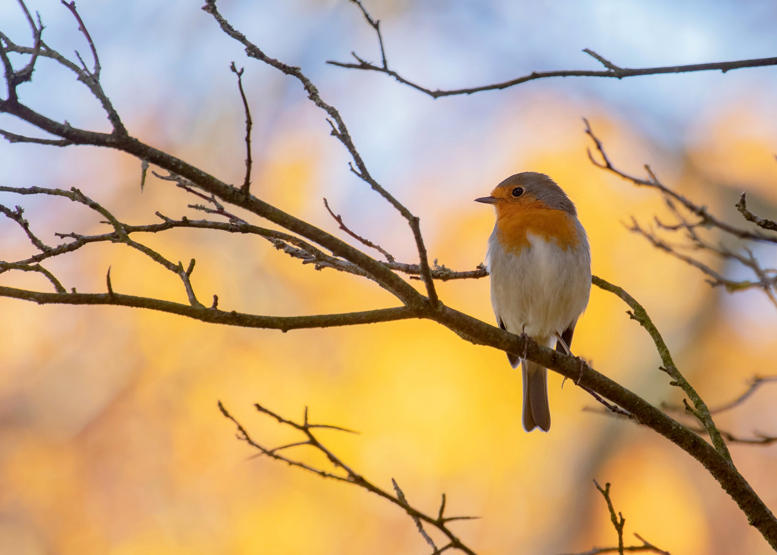 Erithacus rubecula - Robin das Rotkehlchen 