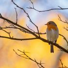 Erithacus rubecula - Robin das Rotkehlchen 