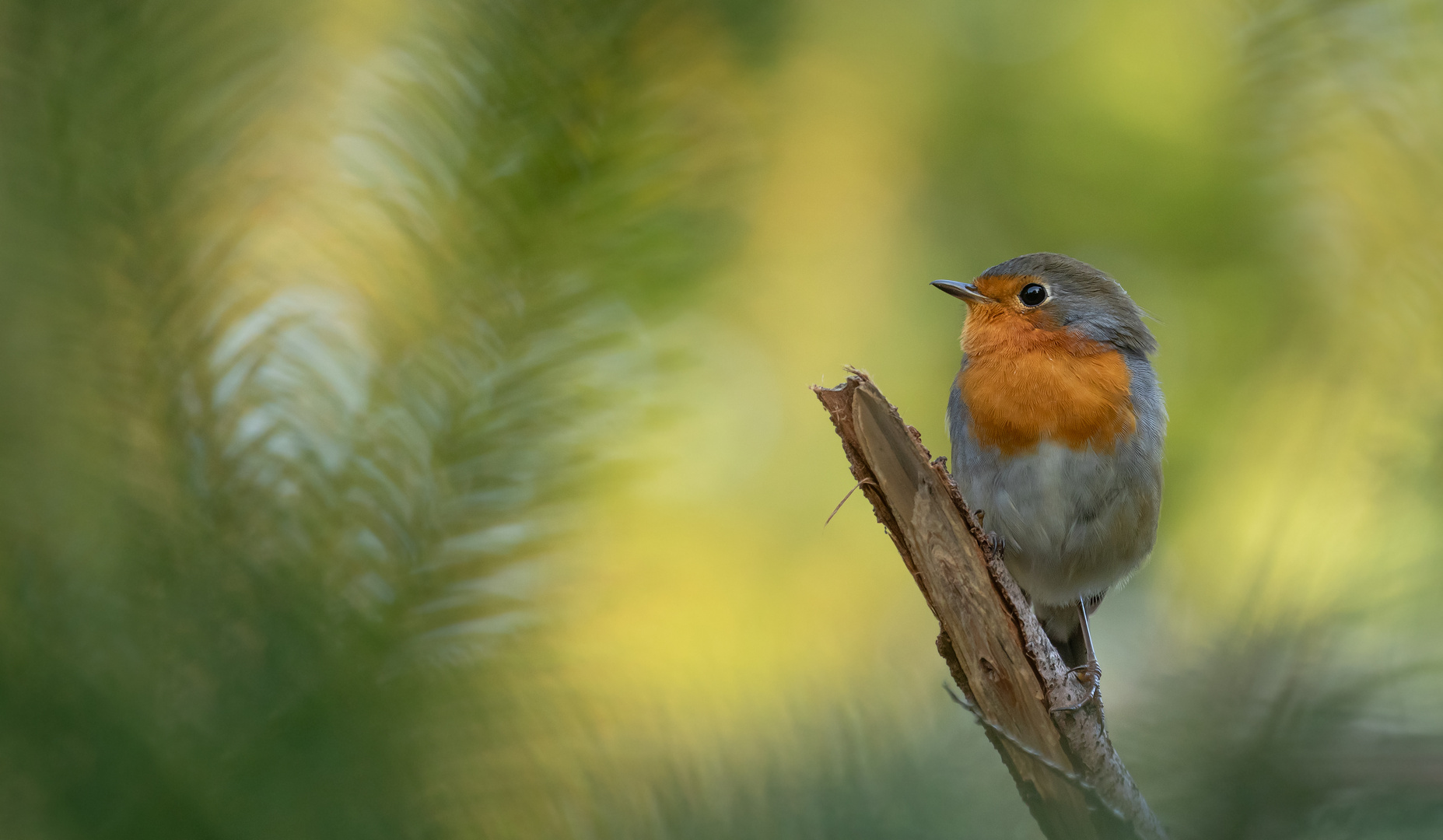 Erithacus rubecula - Robin das Rotkehlchen 