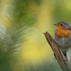 Erithacus rubecula - Robin das Rotkehlchen 