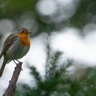 Erithacus rubecula - Robin das Rotkehlchen 